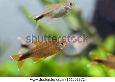 Group aquarium fish in a freshwater aquarium with live plants. Rosy tetra.