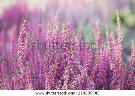 Heather flowers. Small violet flowers. vintage paper background. retro style. (Soft focus).
