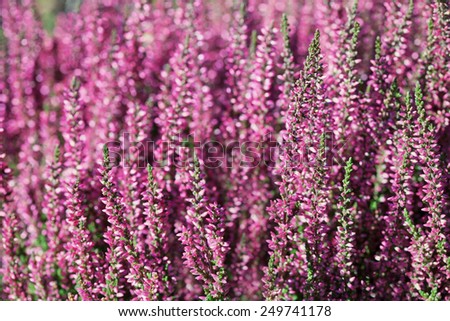 Heather flowers. Small violet flowers. vintage paper background. retro style. (Soft focus).