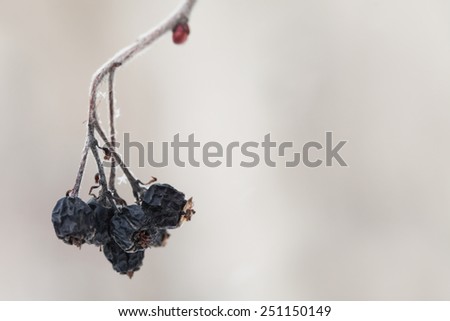 Dry up black berries on the branch. Retro (pastel) colors. Macro. Closeup. Soft focus.