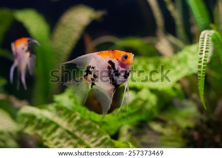 Planted Freshwater aquarium. Tank with fishes, Pterophyllum scalare. (soft focus, vintage paper background)