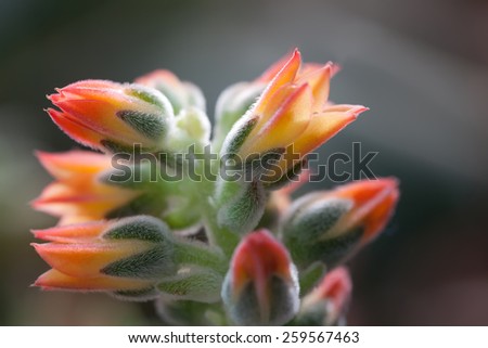 Cactus flowers (red, oranges). Succulent. Macro view, (soft focus)