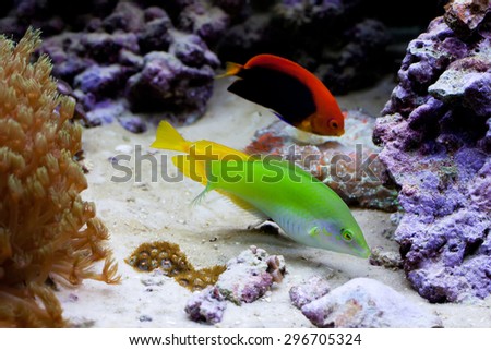 Marine tropical aquarium with colorful fishes. Yellow, green fish. Chaetodon. soft focus