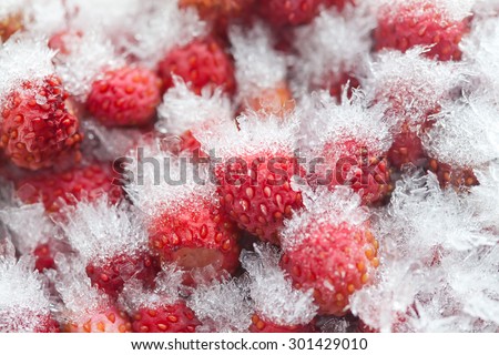 Cold storage concept. Frozen wild strawberries in the refrigerator. Small sweet red fruit berries  with ice and snow crystals a seed-studded surface, texture. Closeup, detailed. Soft focus