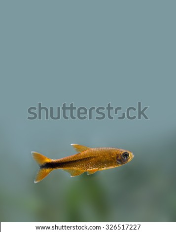 Colorful fish deep in aquarium tank. Goldfish, golden fish. Swimming silver tipped tetra. copy space. vertical image. macro view, shallow depth of field