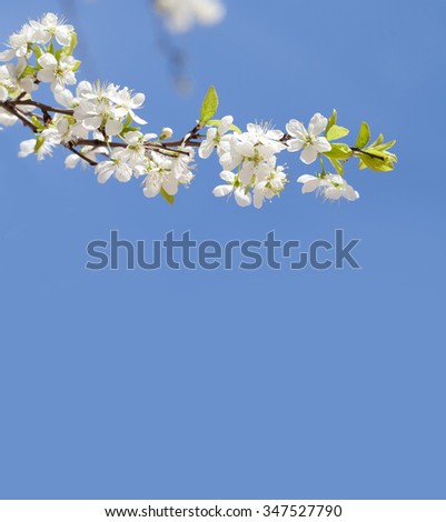 Apple tree blossom branch. blue sky background, copy space. spring time poster template.