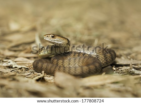 Rough scaled snake (Tropidechis carinatus)