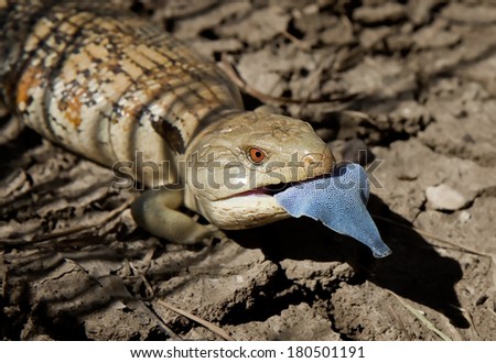 Eastern Blue-tongue lizard, Australia