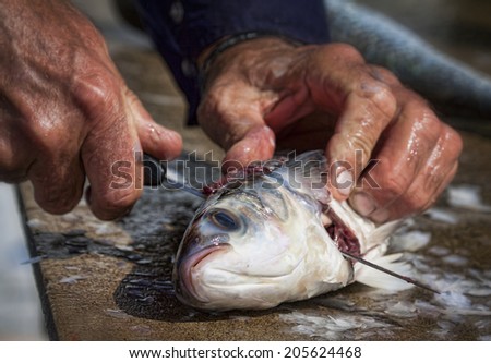 Fisherman preparing fresh catch of fish
