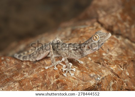 Common fan-footed gecko (Ptyodactylus hasselquistii)