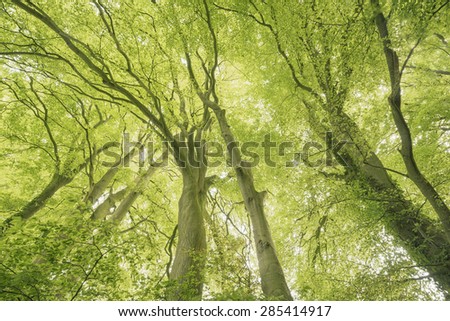 Common beech (Fagus sylvatica) woodland understorey abstract nature background