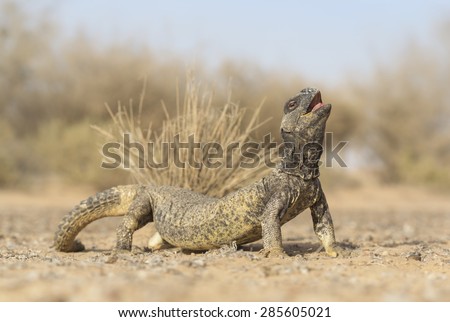 Leptien\'s spiny-tailed lizard (Uromastyx leptieni) threat display. A strong, powerful lizard that loves the midday desert heat, this individual arches its back and raises its head in a threat display.