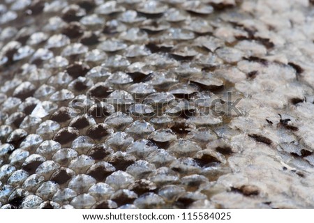 Salmon scales close-up macro shot, limited focus depth