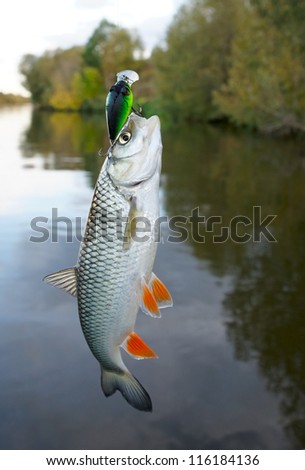 Chub caught on plastic lure against water and sky