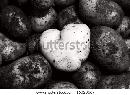 Heart-shaped clean potato contrasting with dark and dirty ones - individuality concept