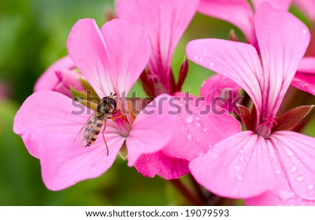Flower with flying insect close-up