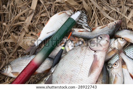 Pile of fish, fishing rod and float