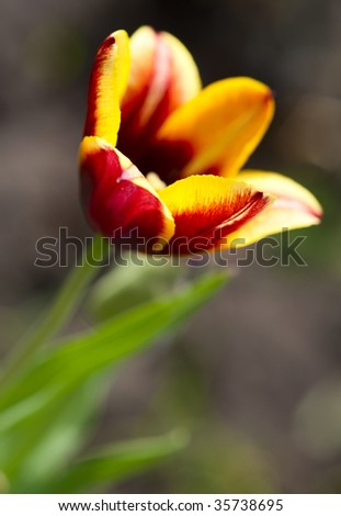 Brown tulip glowing from inside, closeup, limited focus