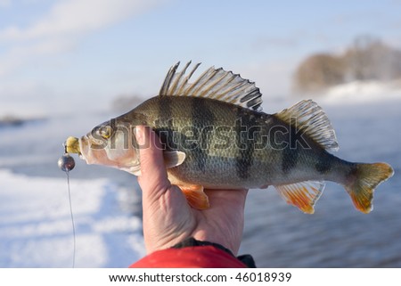 Perch in fisherman\'s hand caught in extremely cold weather