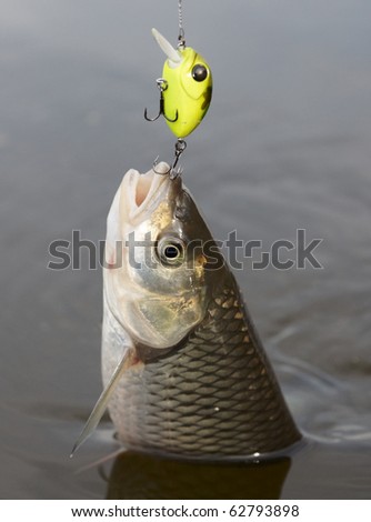 Chub caught on a green hardbait pulled out of water