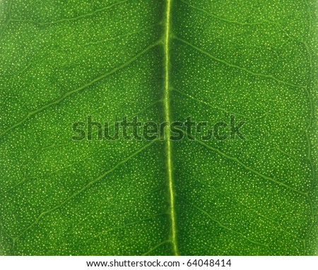 Ficus leaf texture, back light, prime macro shot