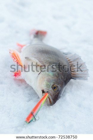Perch with spinning lure in mouth lying on snow