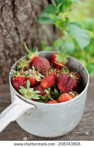 Strawberry crop in an old pot against an apple tree trunk