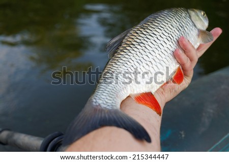 Big chub in fisherman\'s hand is going to be released back in the water