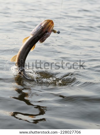 Hooked pike is jumping out of water, motion blur