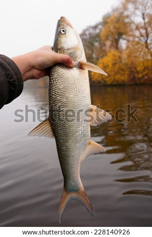 Big asp in fisherman\'s hand, european predatory fish