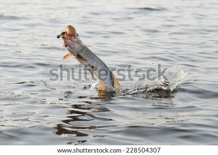Hooked pike is jumping out of water, motion blur