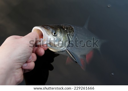 Fisherman is handling a chub by its lower lip