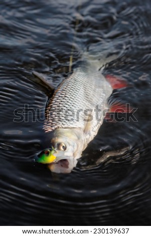 Chub caught on a plastic bait in water
