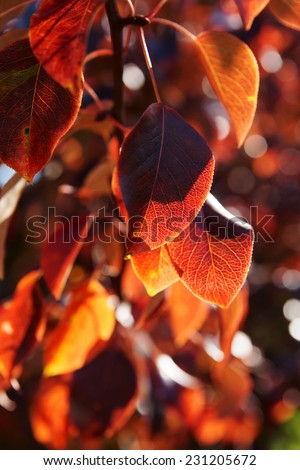 Pear tree leaves in fall, back light