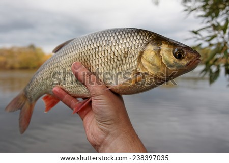 Fish in fisherman\'s hand, calm autumn weather