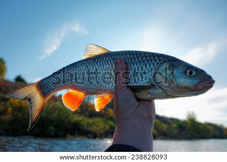 Really big chub in fisherman\'s hand, back sunlight illuminating the fins