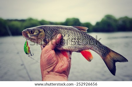 Chub caught on plastic lure against water and sky, toned image