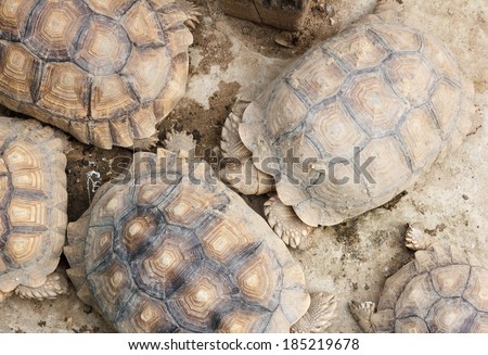 Top view Tortoise, Land turtle