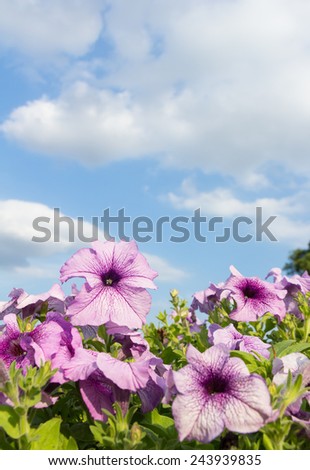 Purple petunia flowers with cloud and sky background