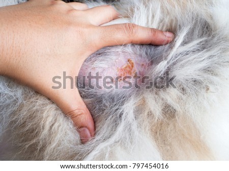 Close up the skin of dog,this show the Dermatitis  and Disease on dog skin,bald patchy area of the skin in dogs, alopecia.