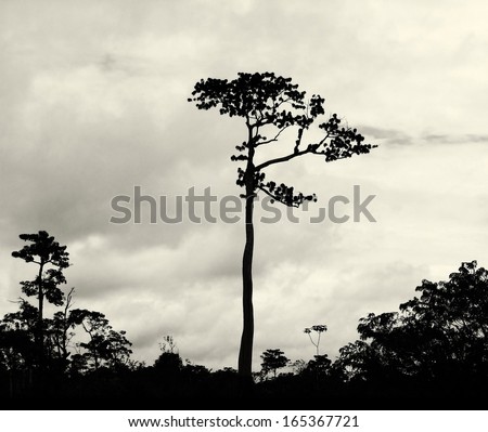 High tropical tree in Amazon Jungle