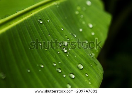 Banana tree leaf