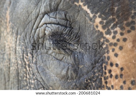 close up of Asian elephant eye, elephant sleep