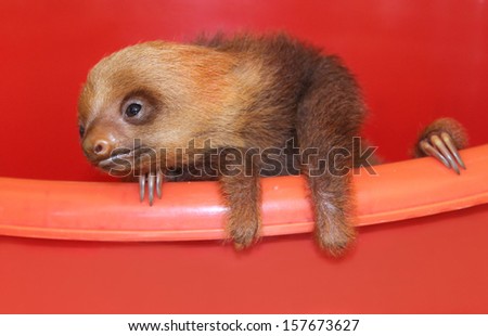 Baby sloth in an animal sanctuary, Costa Rica Hoffmann\'s two-toed sloth (Choloepus hoffmanni) Baby sloth is waiting for a medical help before going into wild.