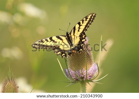 Yellow Butterfly on purple wild flower.  Eastern Tiger Swallowtail (Papilio glaucus) Butterfly
