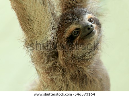 Baby sloth in an animal sanctuary, Costa Rica. The brown-throated sloth (Bradypus variegatus) is a species of three-toed sloth found in the neotropical ecozone.