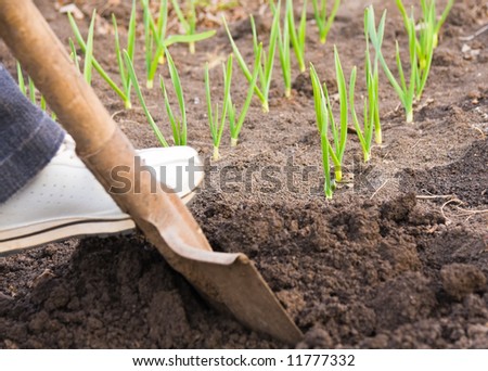digging with spade garden ground in spring near to sprouts of garlic
