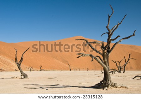 Dead acacia trees in desert, Dead Vlei, Namibia