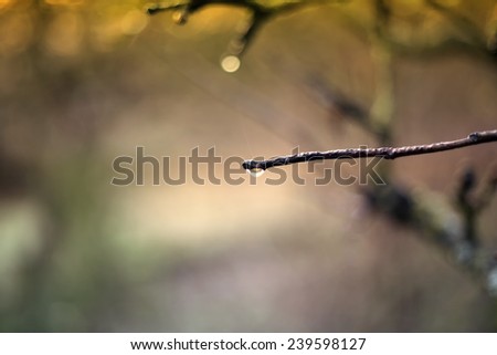 Rain drop on the tip of a branch in winter at sunrise
