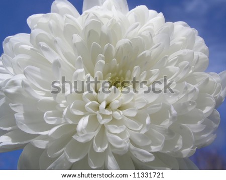 Flower_close-up- of white flower against blue sky